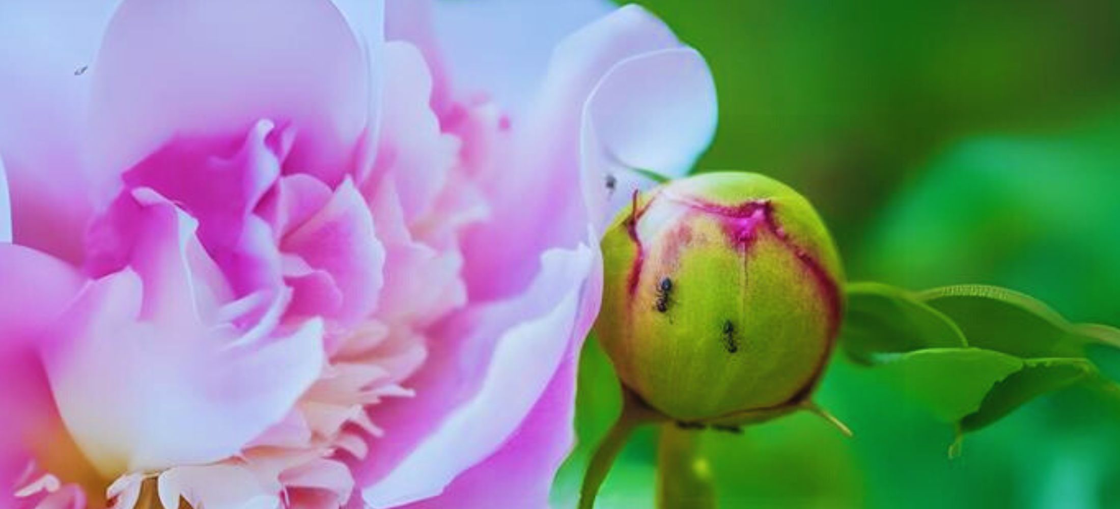 Ants on Peony Buds