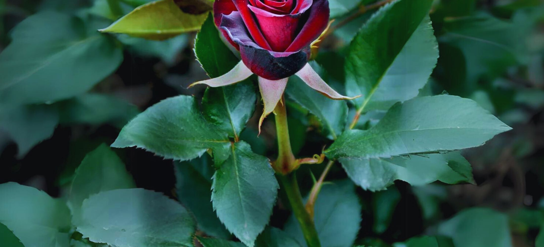 Black Baccara Rose