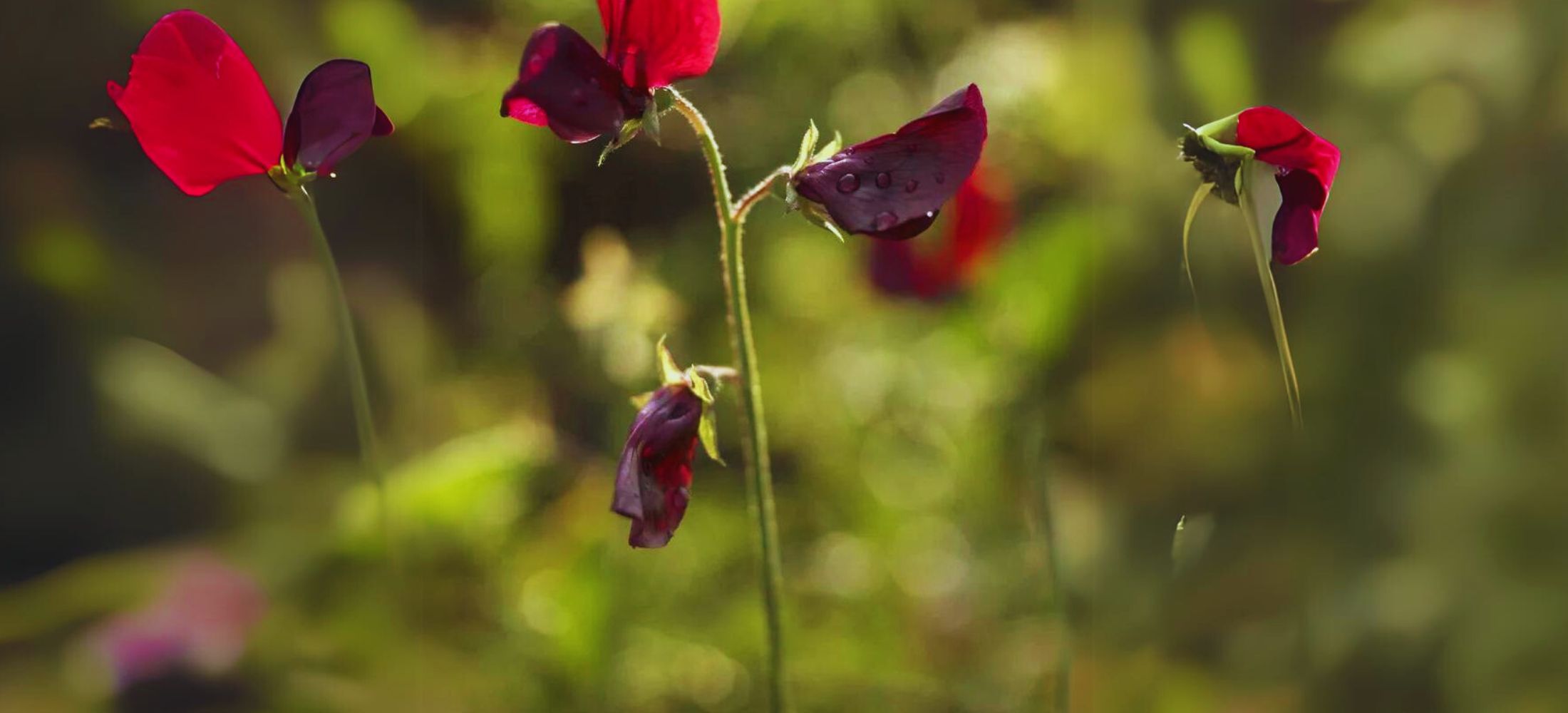 Black Knight Sweet Peas