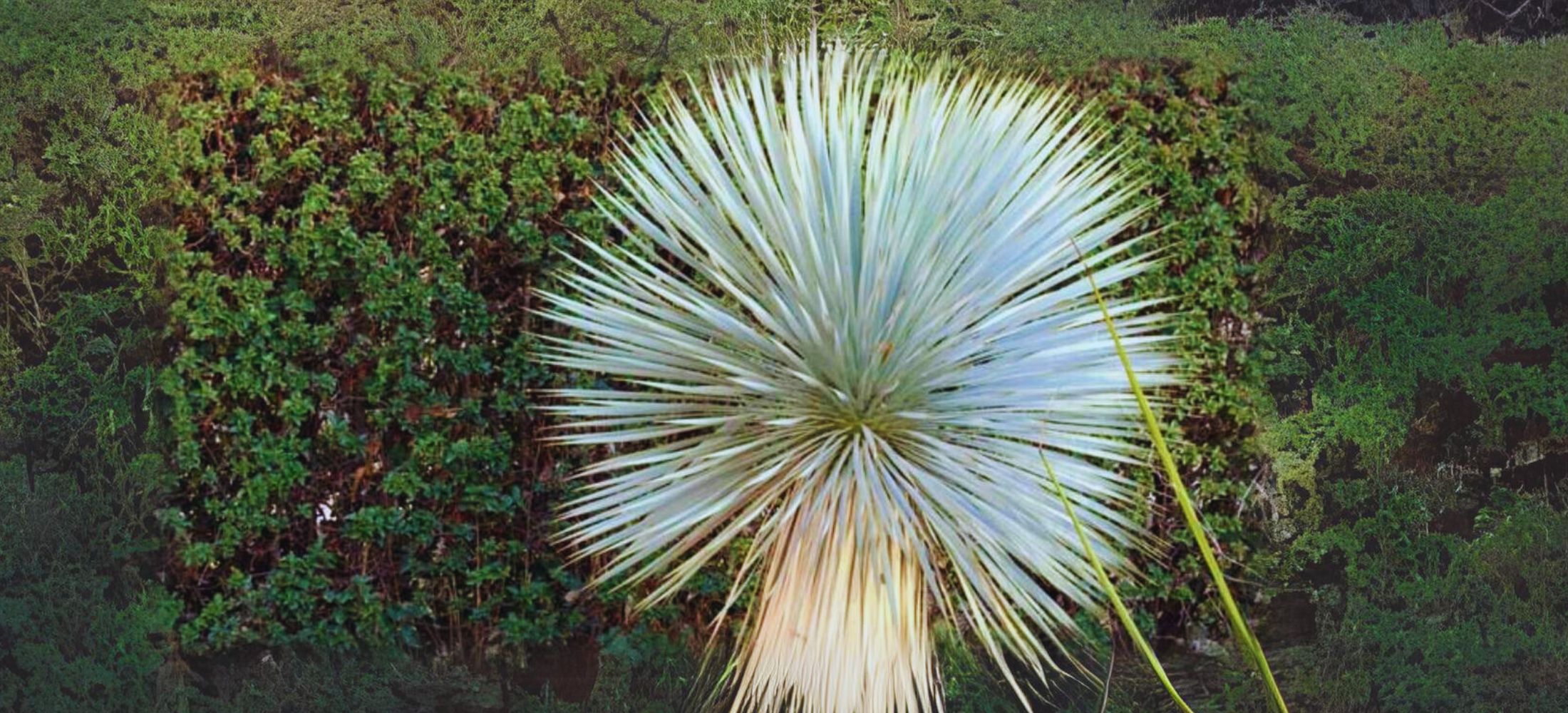 Blue Yucca (Yucca Rigida)