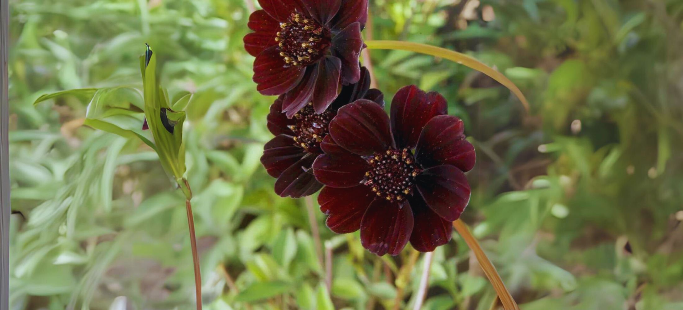 Chocolate Cosmos