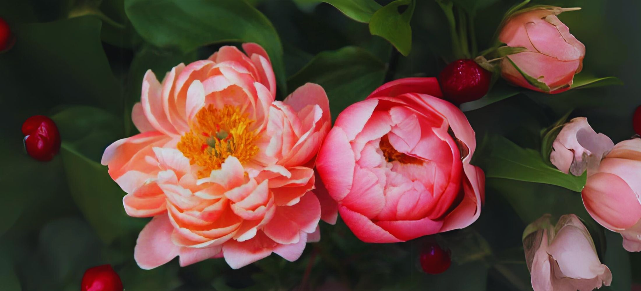 Coral Charm peony