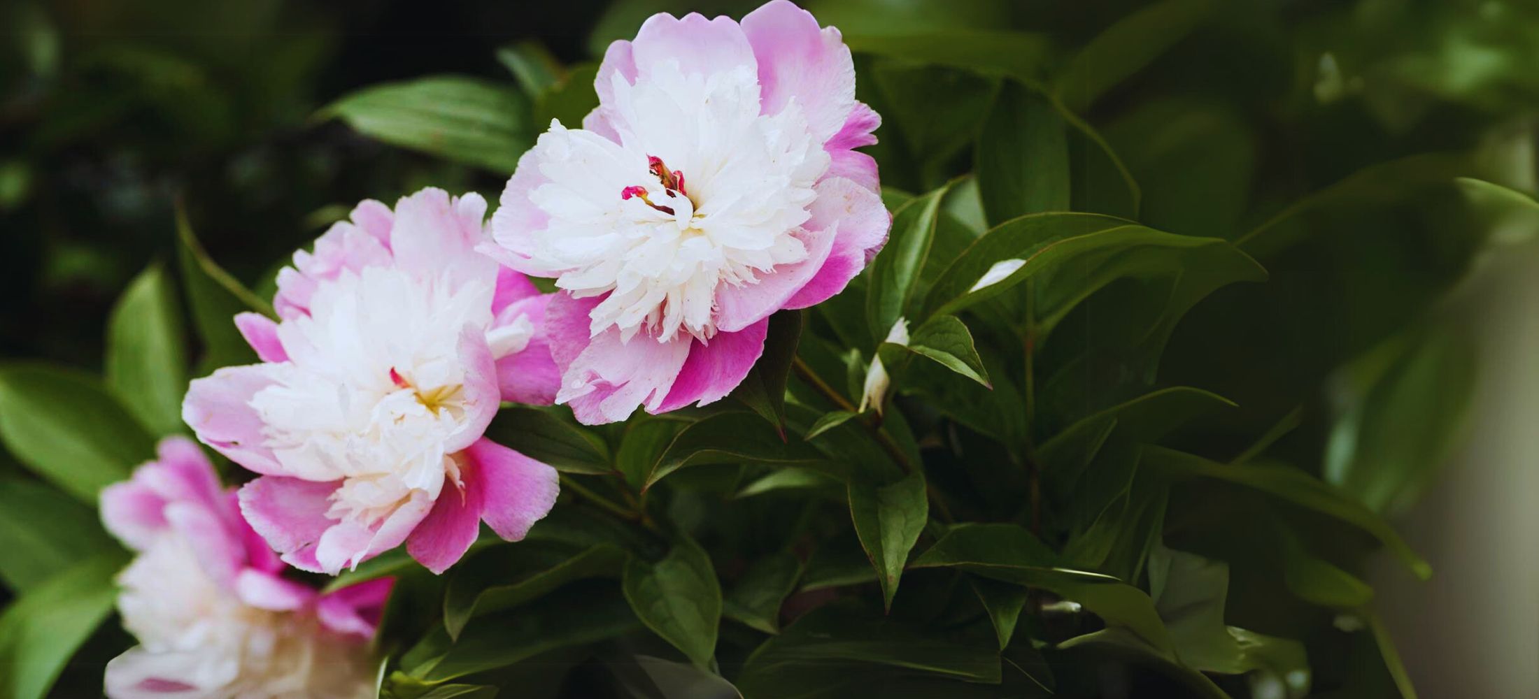 Herbaceous Peonies