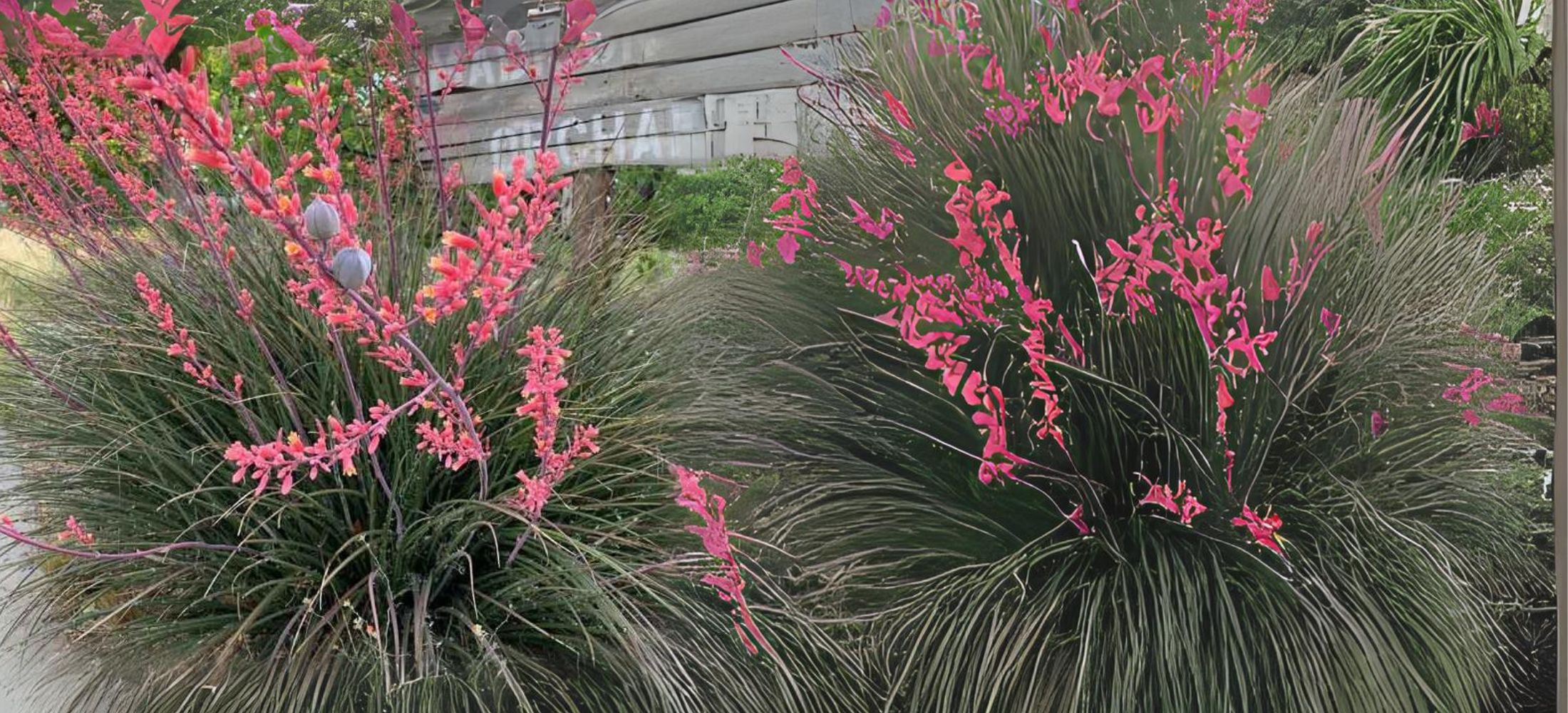 Hesperaloe Parviflora (Red Yucca Plant)