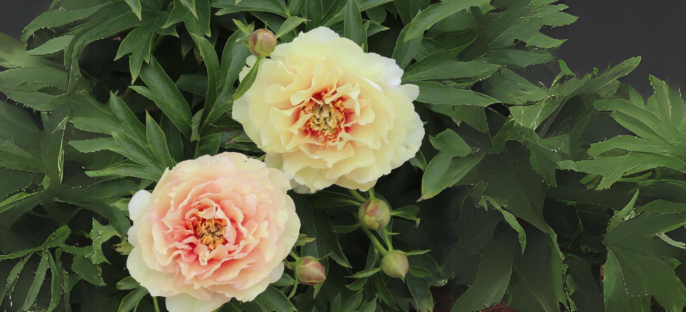 Intersectional (Itoh) Peonies