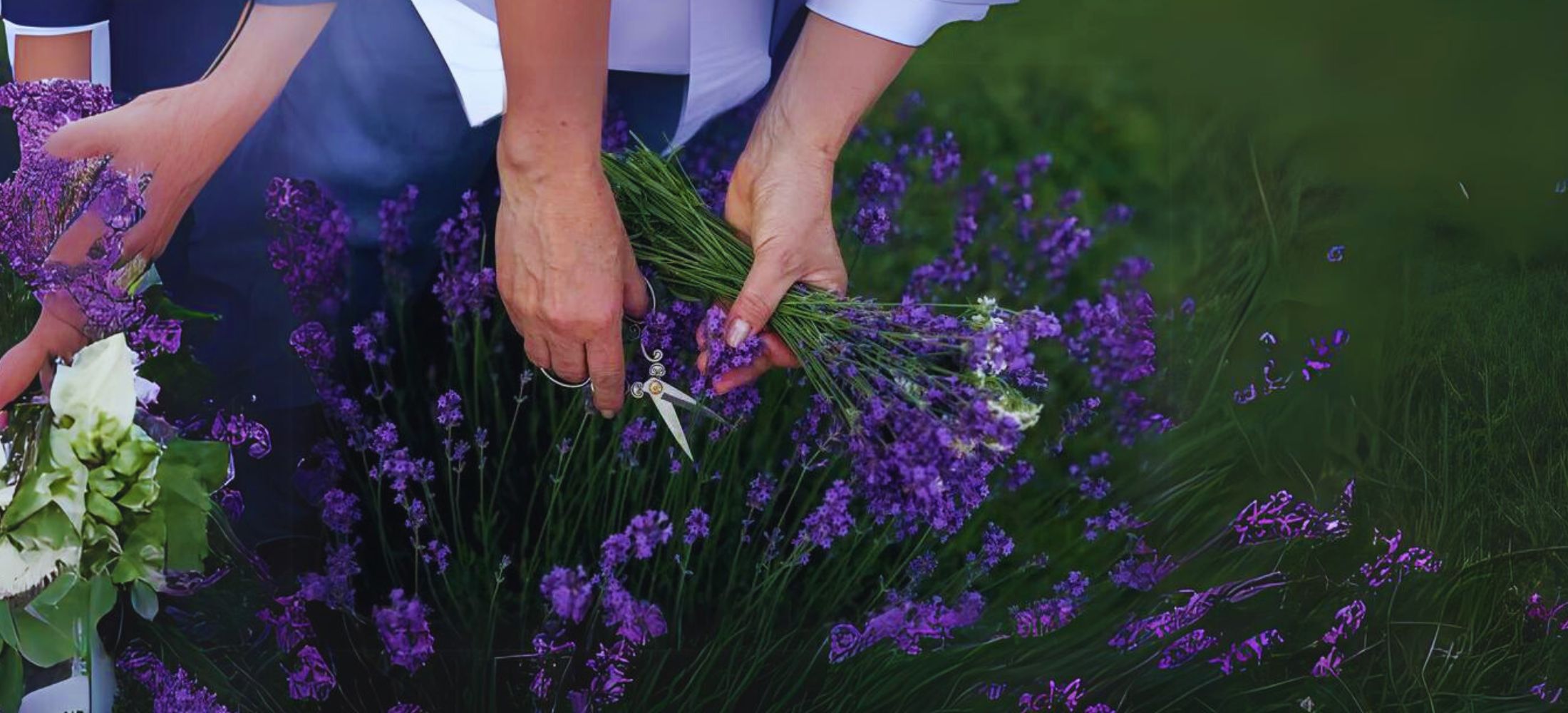 Lavender