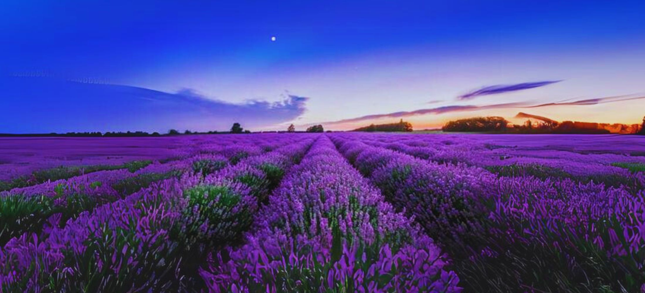 Lavender