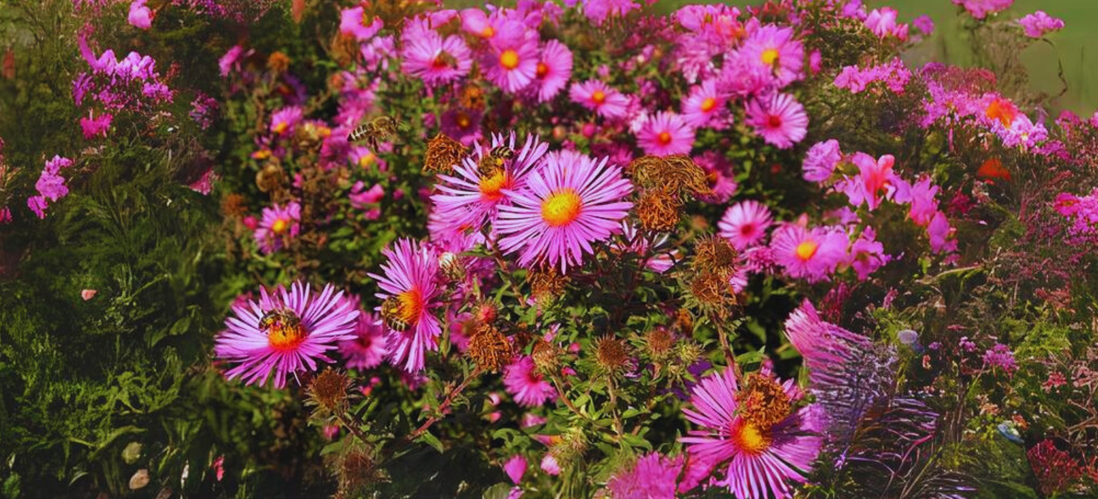 New England Aster (Symphyotrichum novae-angliae)