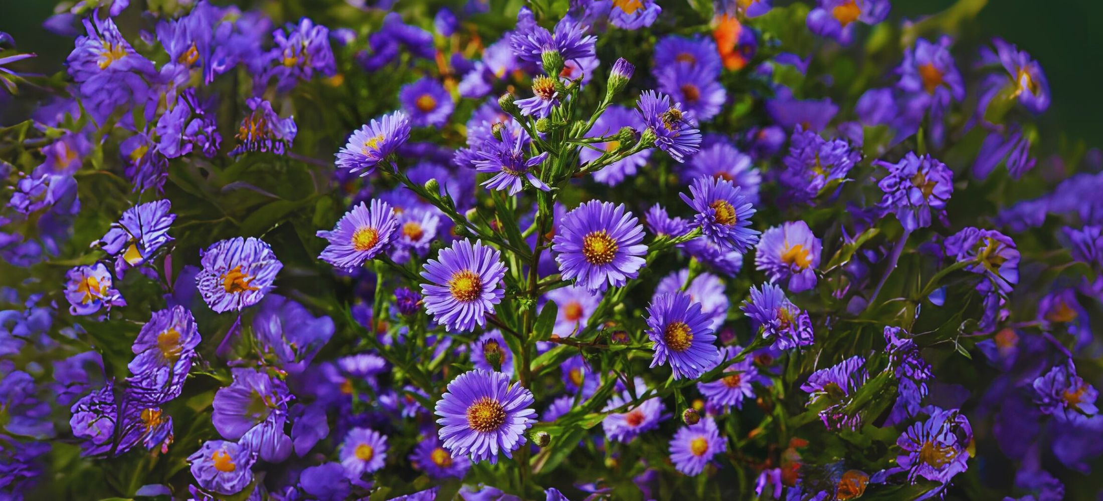 New York Aster (Symphyotrichum novi-belgii)