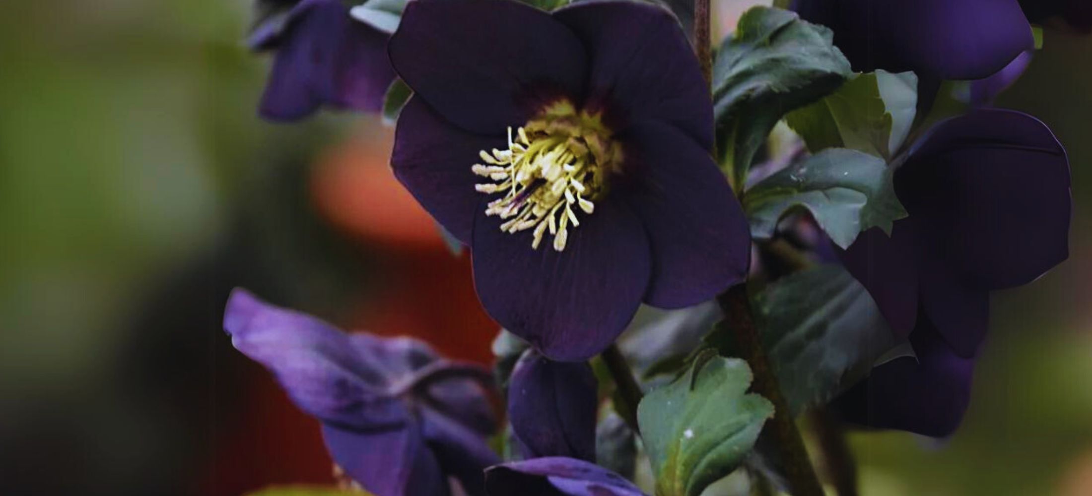 New York Night Hellebore