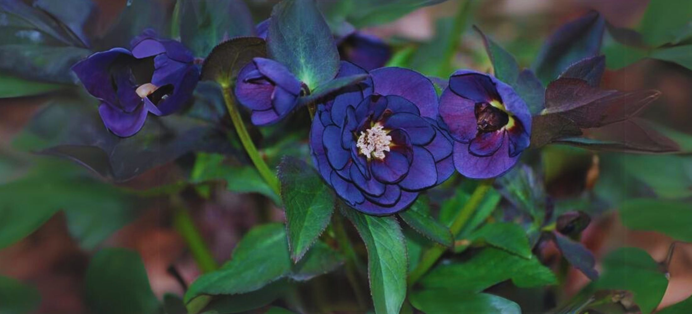 Odyssey Double Hellebore