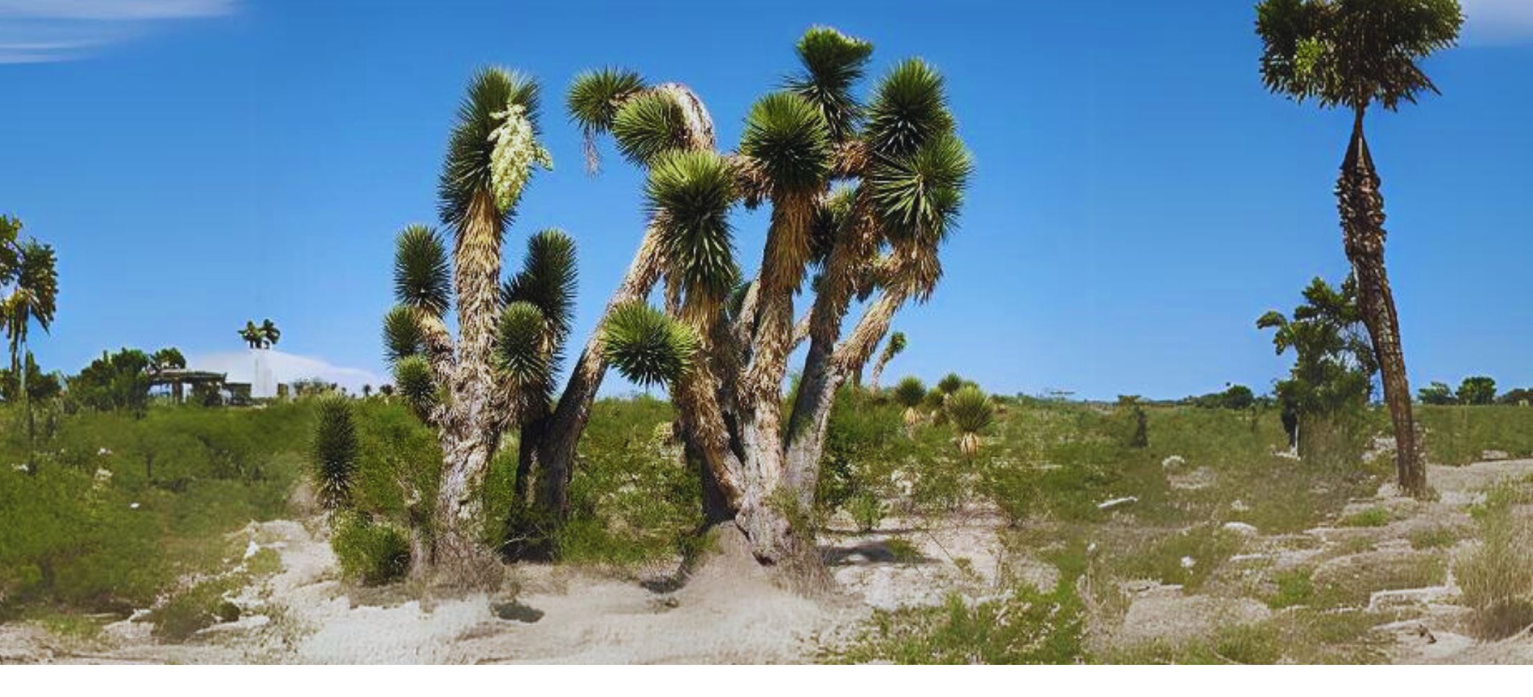 Palma China (Yucca Filifera)