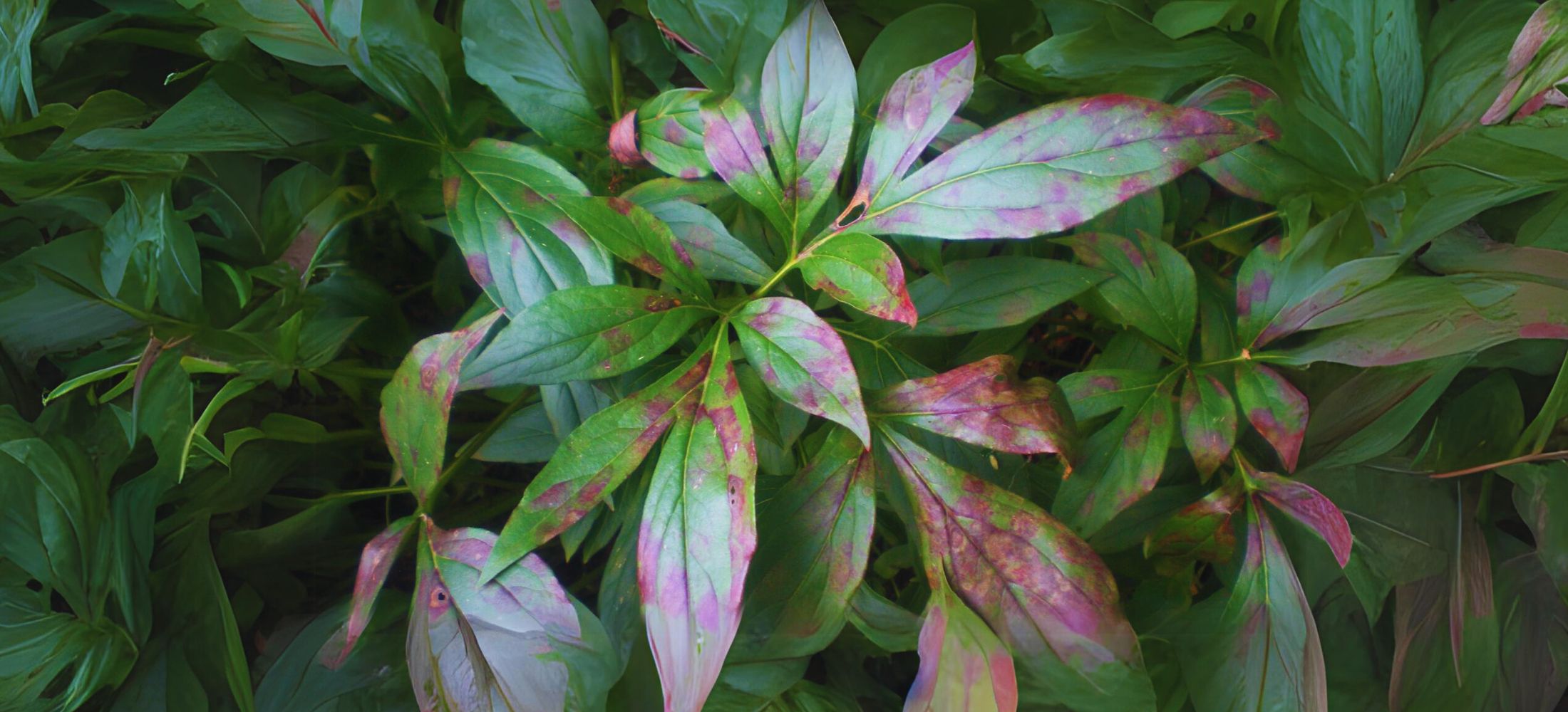 Peony Leaf Spot