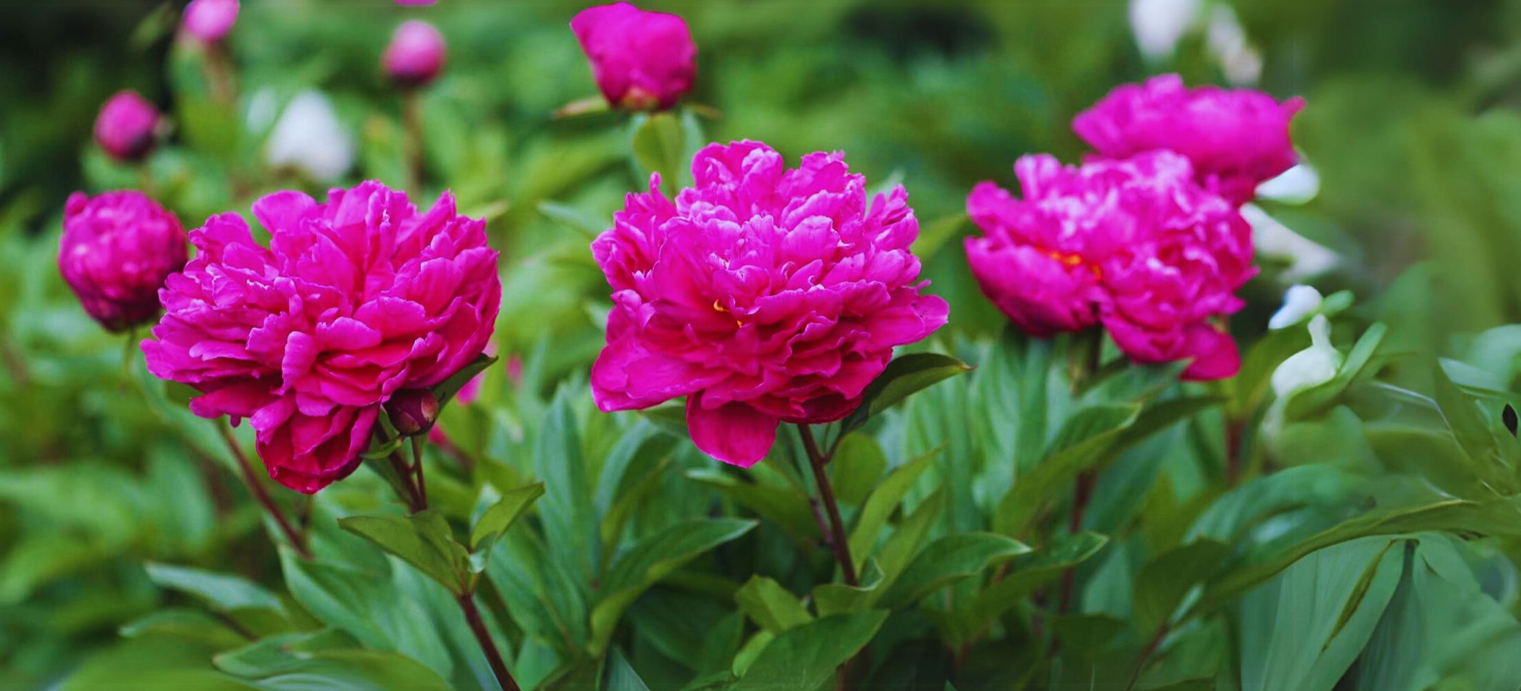 Peony Plant