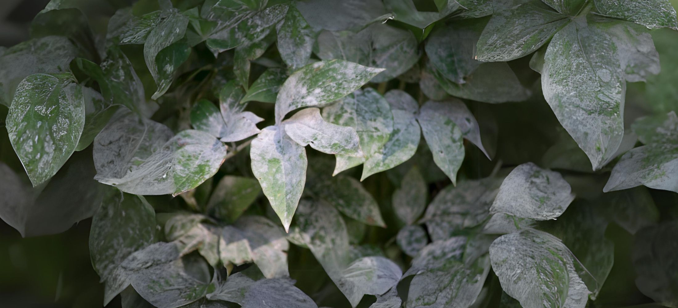 Powdery Mildew