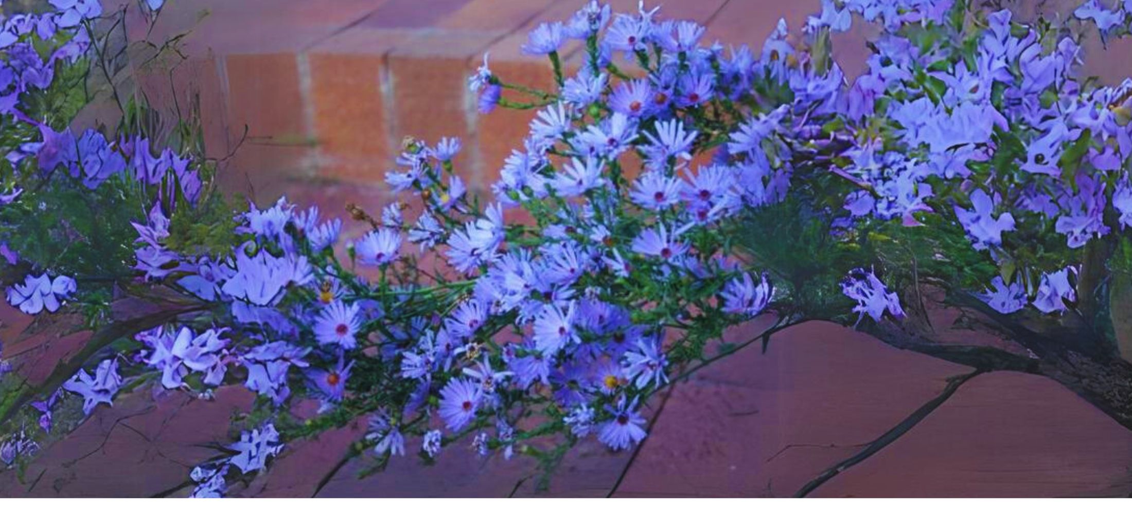 Smooth aster flower (Symphyotrichum laeve)