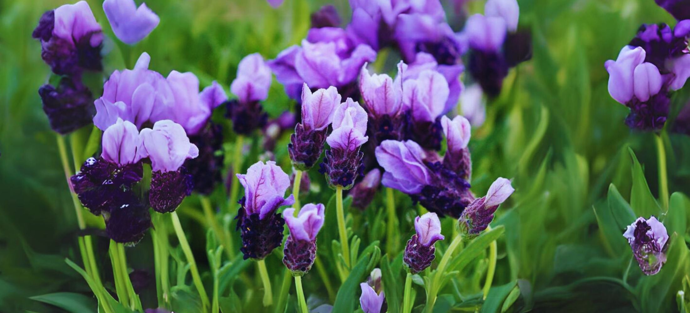 Spanish Lavender