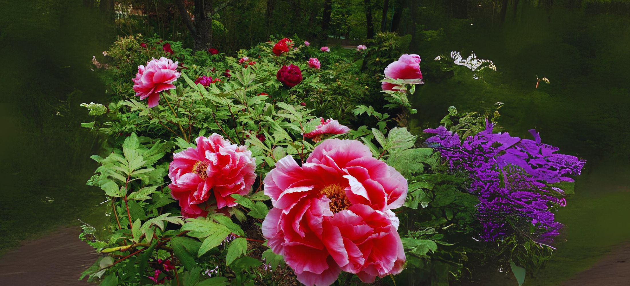 Tree Peonies