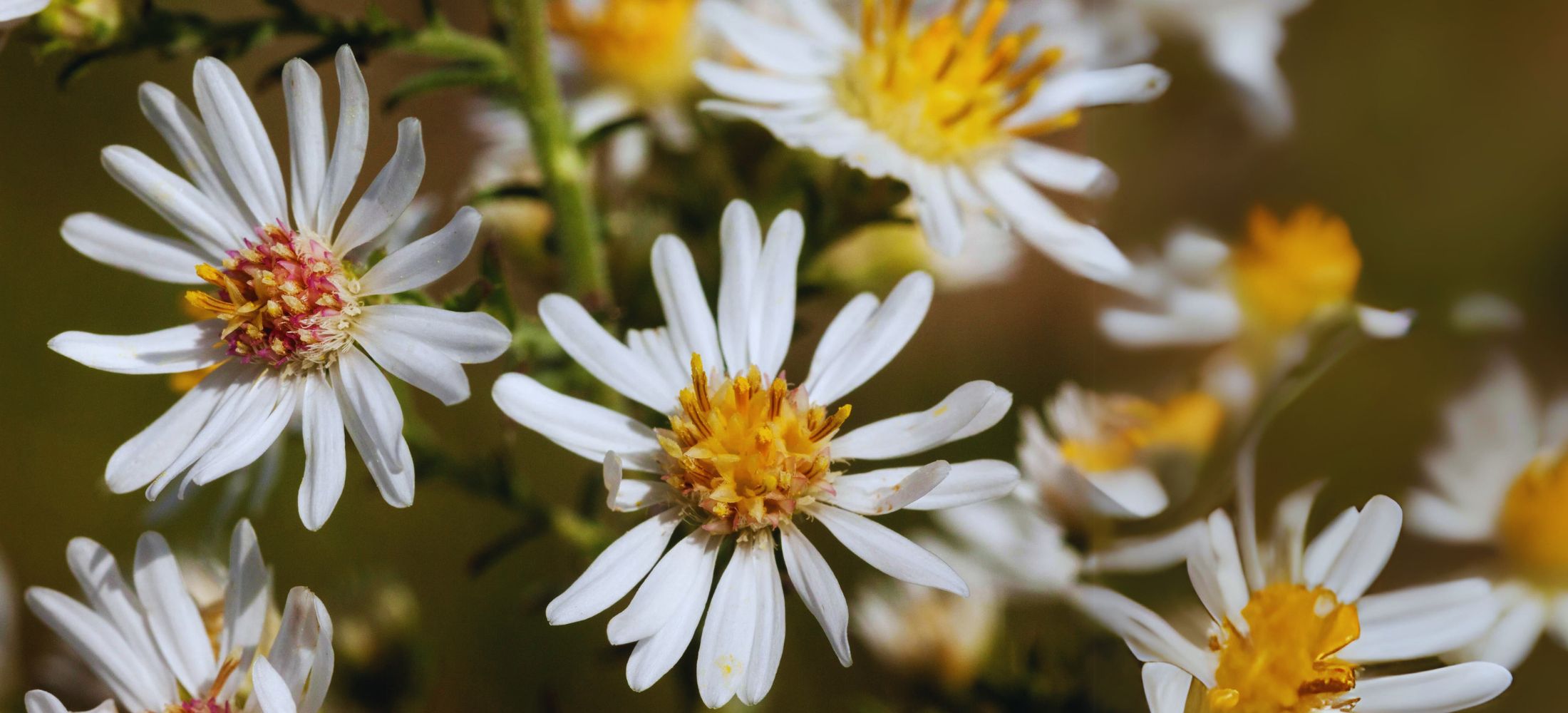 Heath aster flower (Symphyotrichum ericoides)