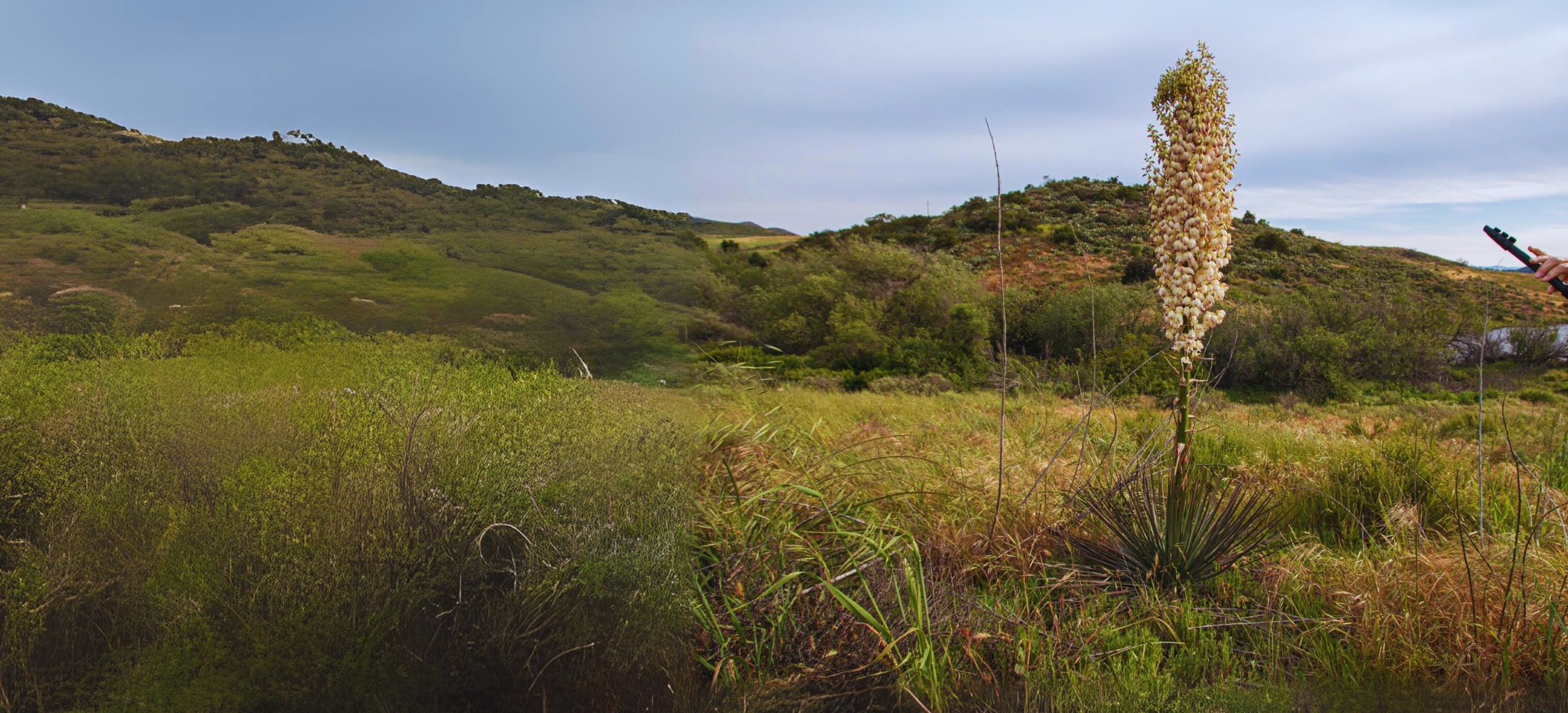 Hesperoyucca Whipplei (Chaparral Yucca)