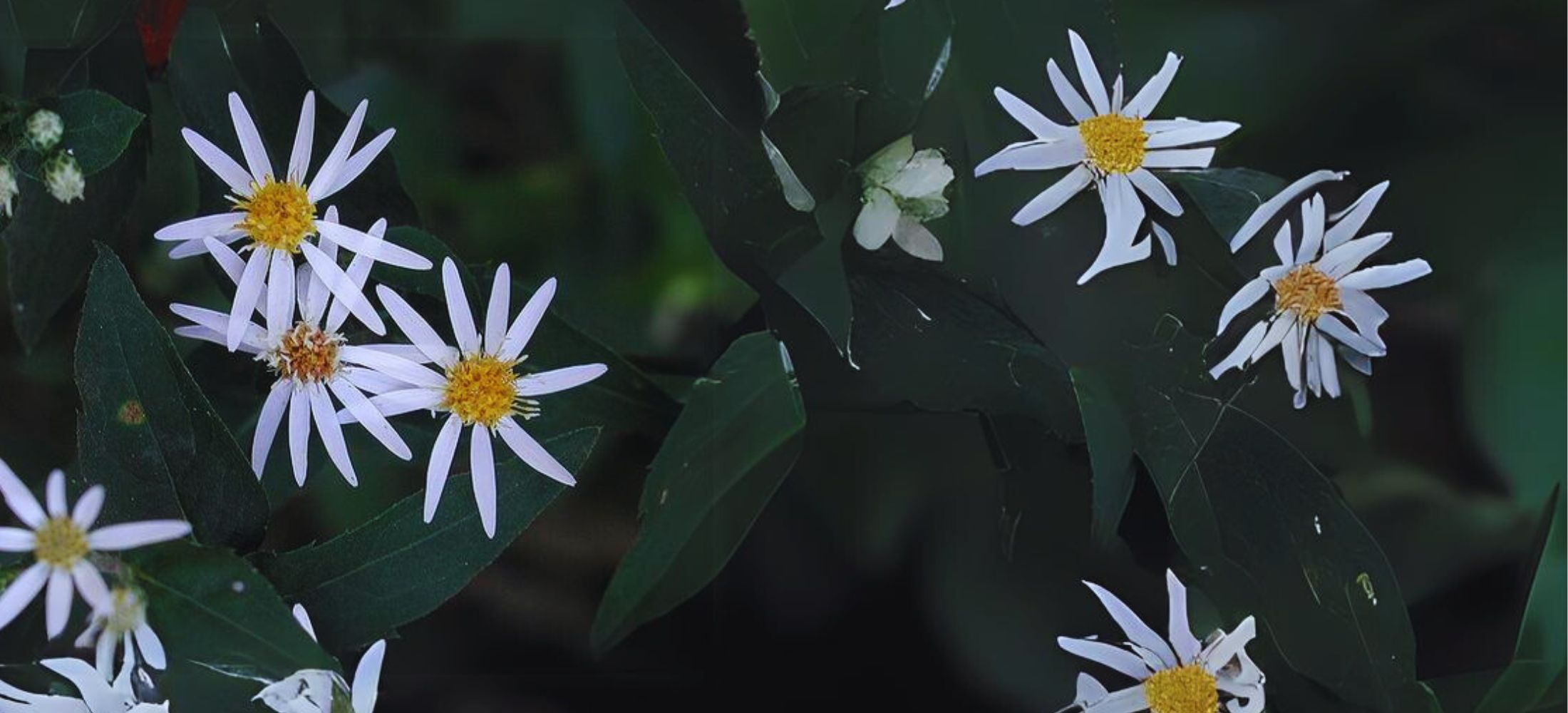 Wood aster flower (Eurybia divaricata)