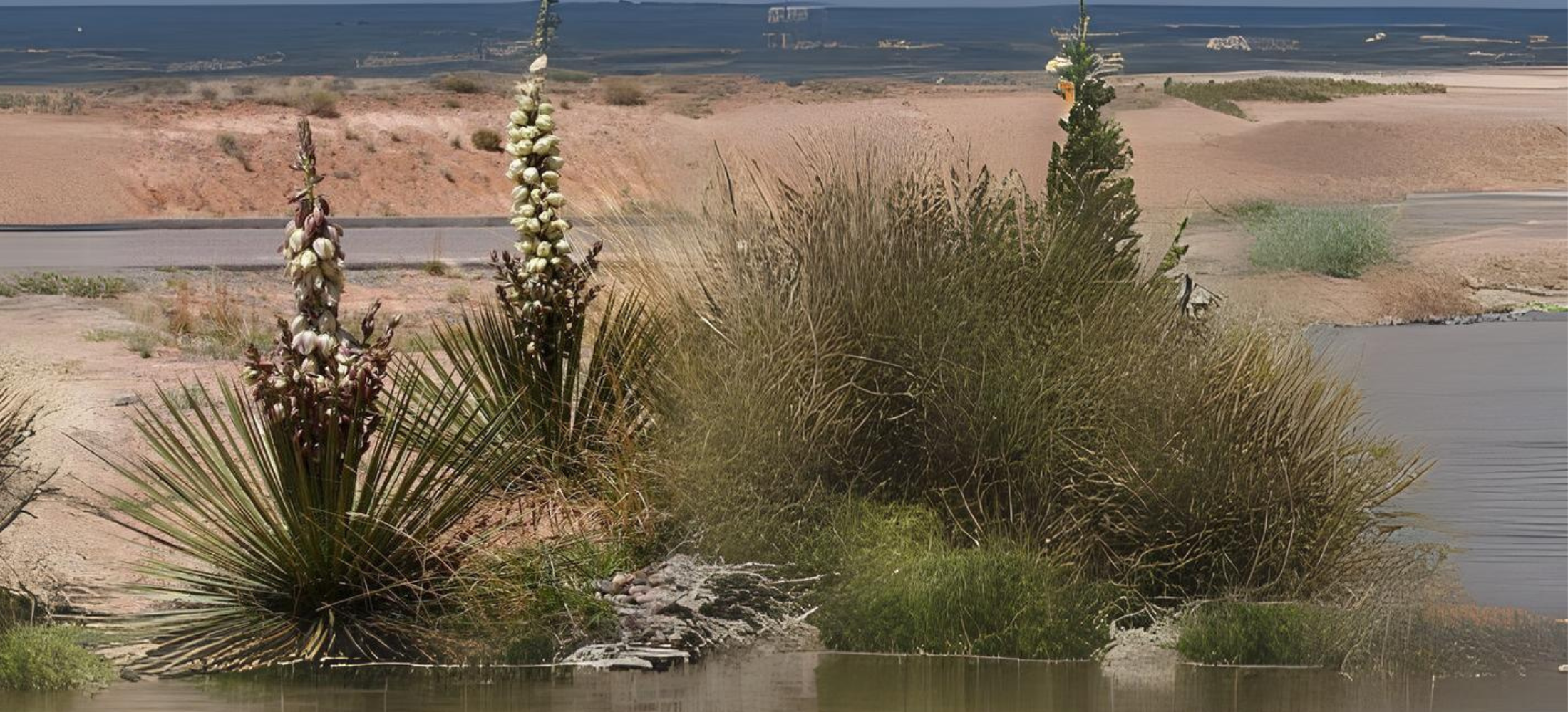 Yucca Baileyi (Datil Yucca)