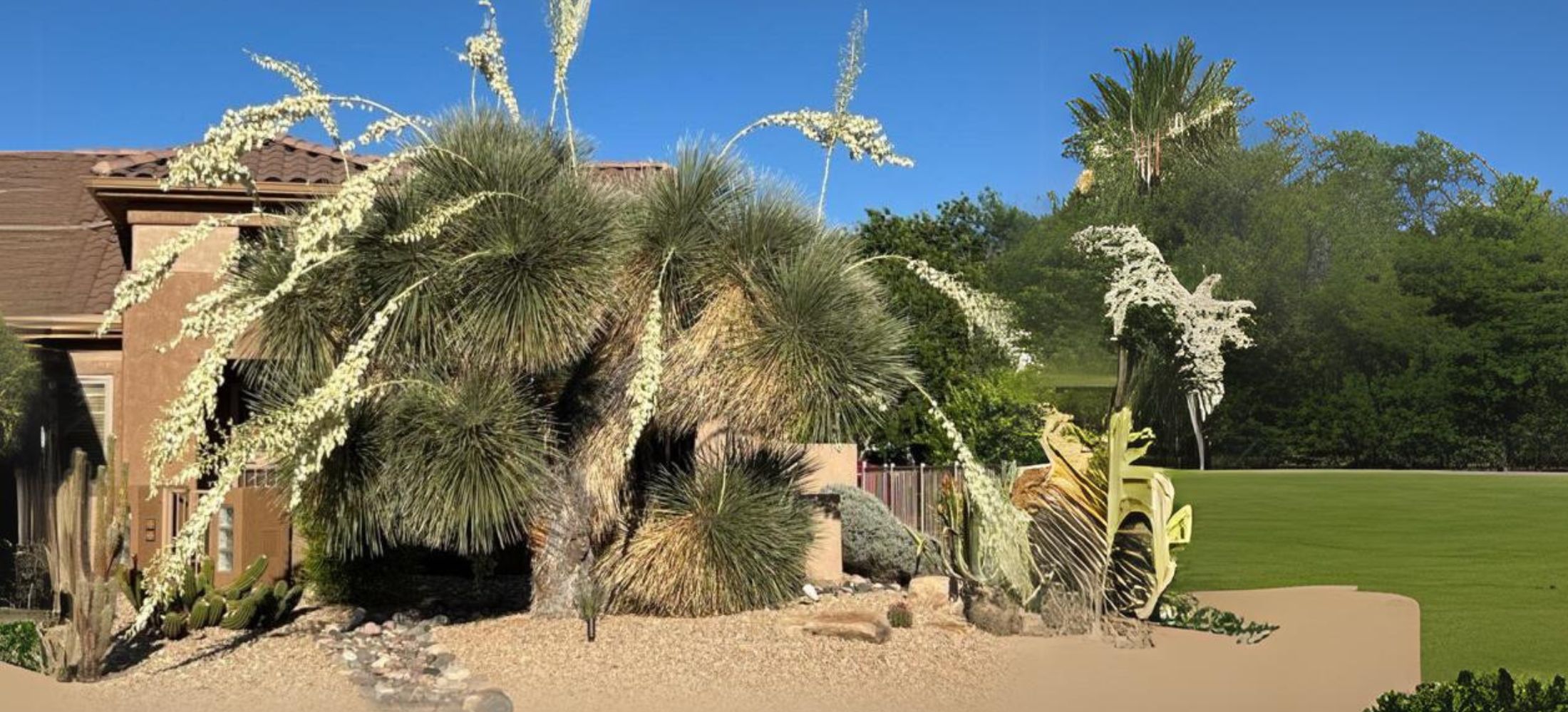 Yucca Elata (Soaptree Yucca)