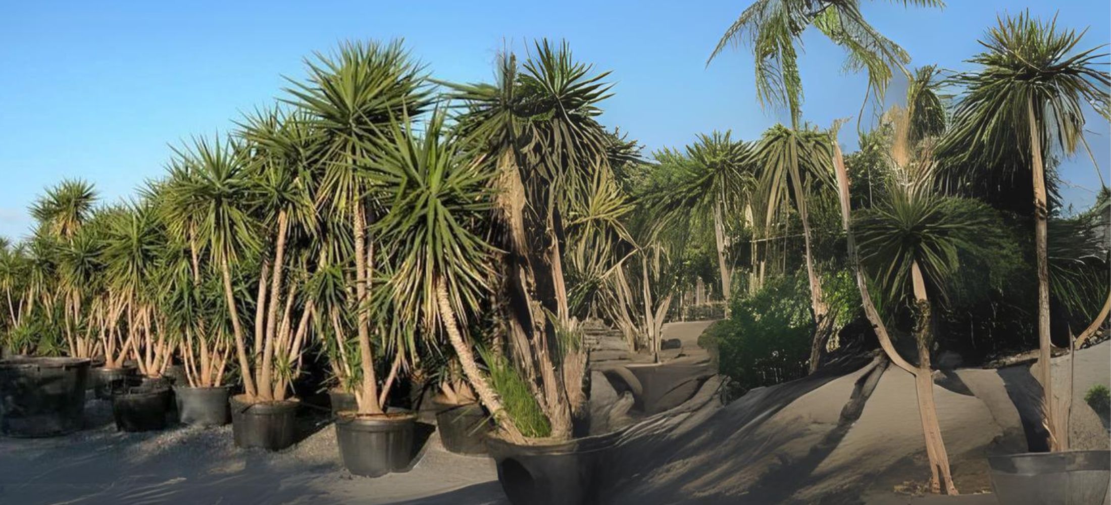 Yucca Elephantipes (Spineless Yucca Tree)