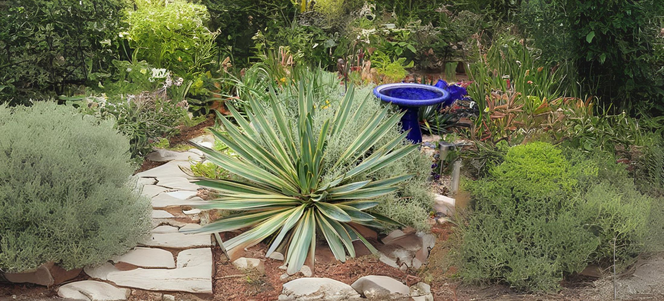 Yucca Gloriosa (Spanish Dagger Tree)