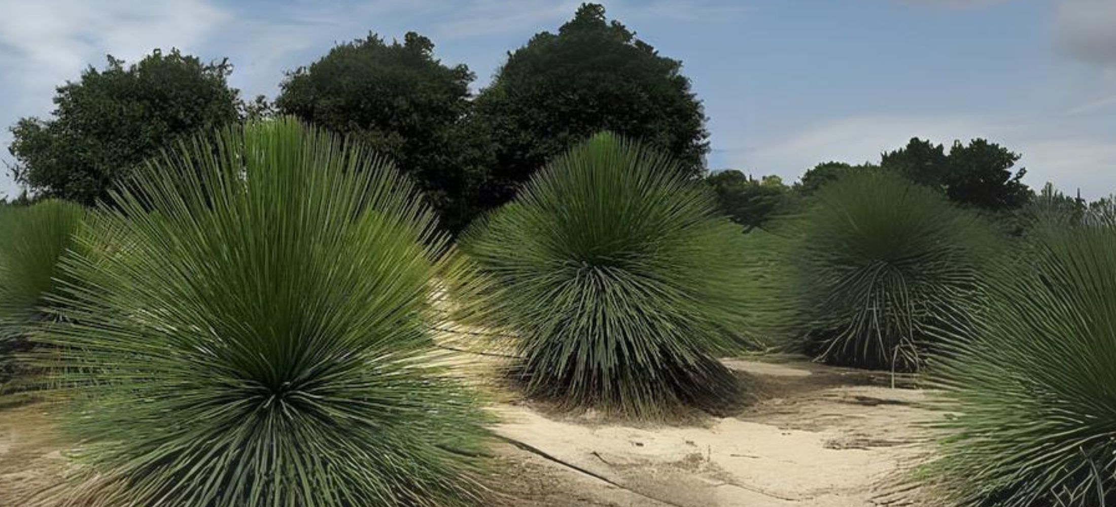 Yucca Queretaroensis