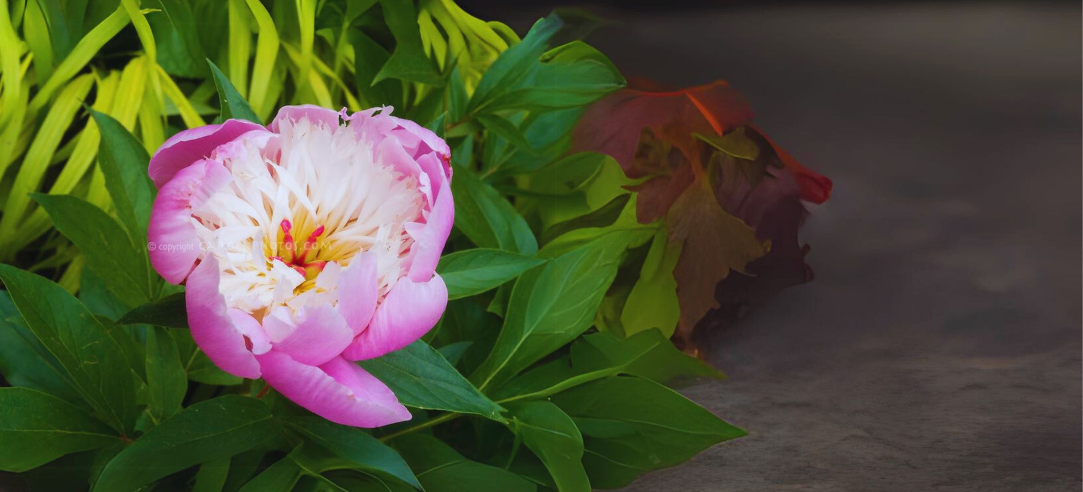 Bowl of Beauty Peony