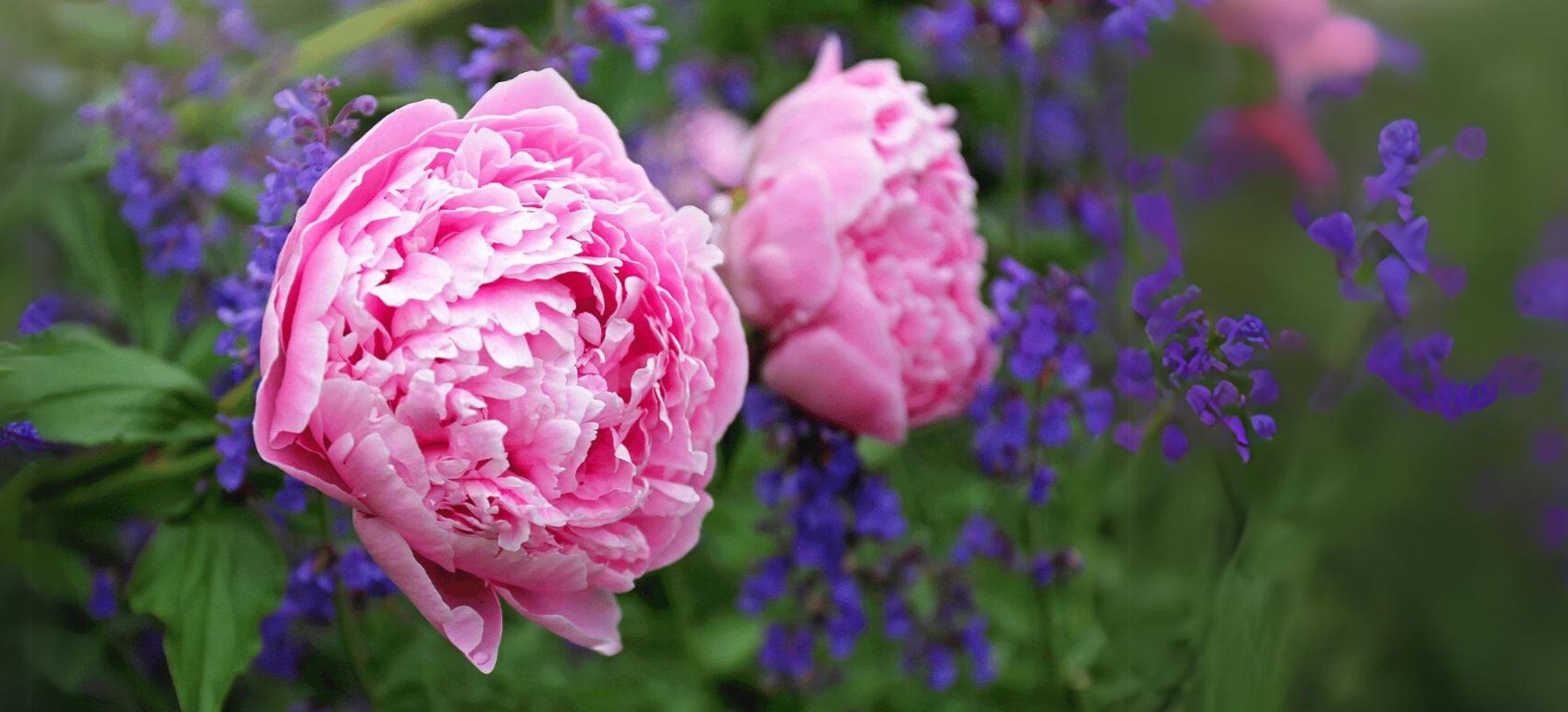 Sarah Bernhardt Peony