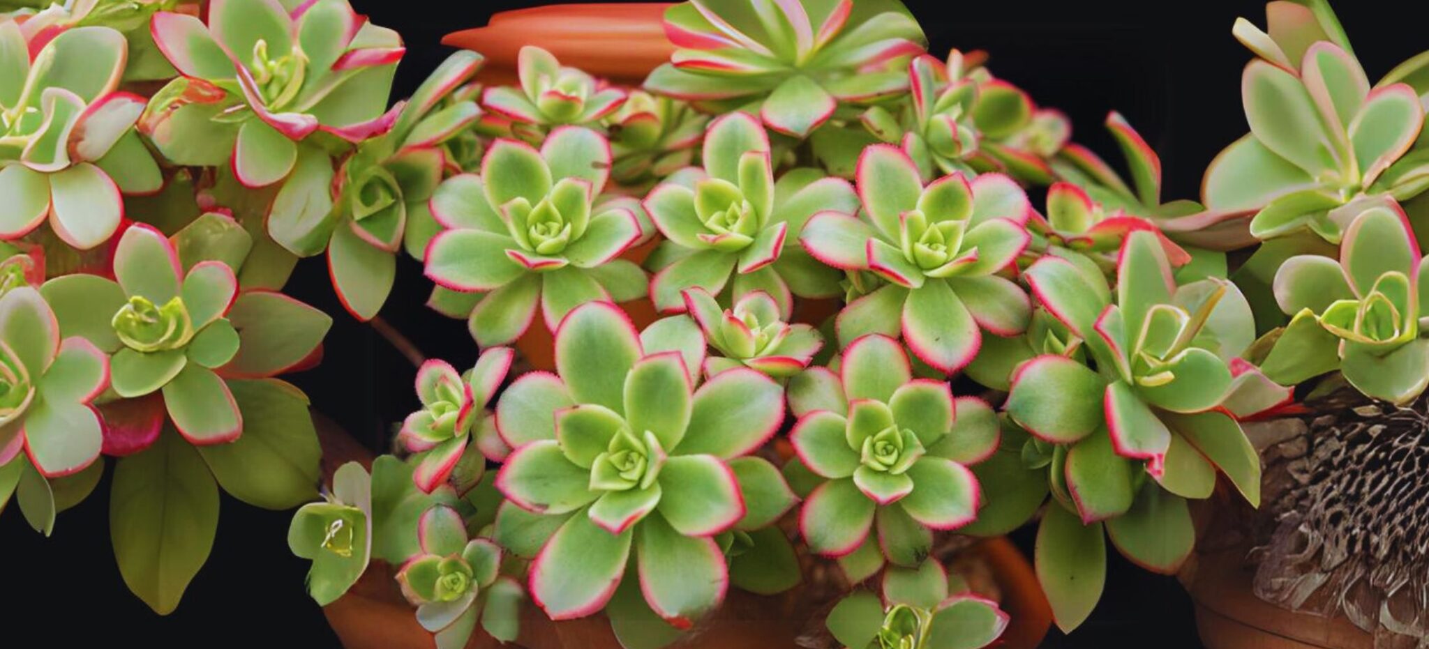 how to propagate aeonium kiwi