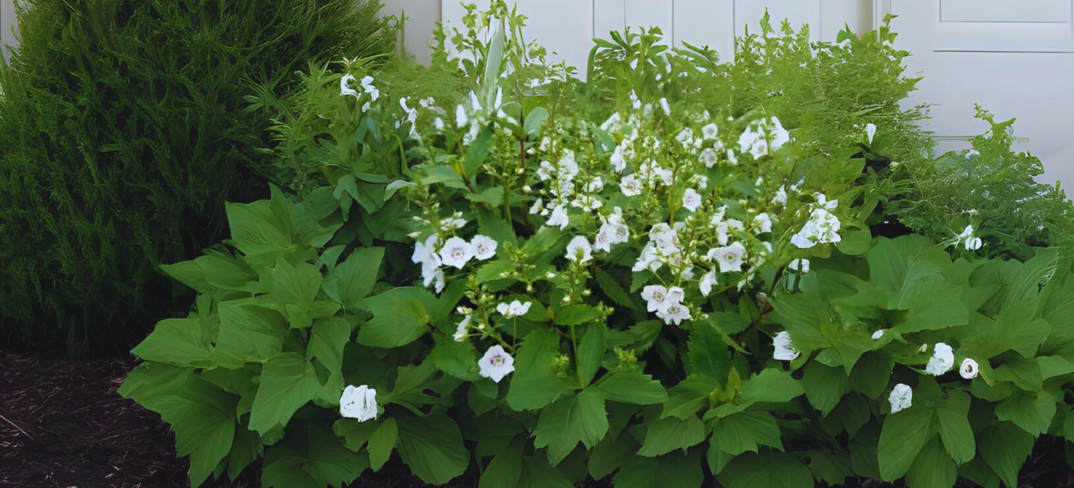 Avalanche plant