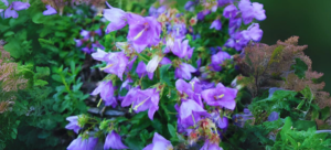 Bellflowers