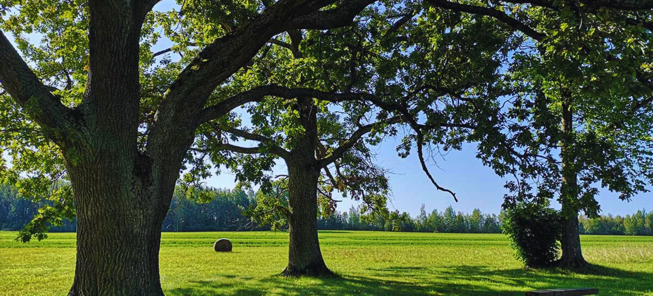 Best Uses for Oaks Trees