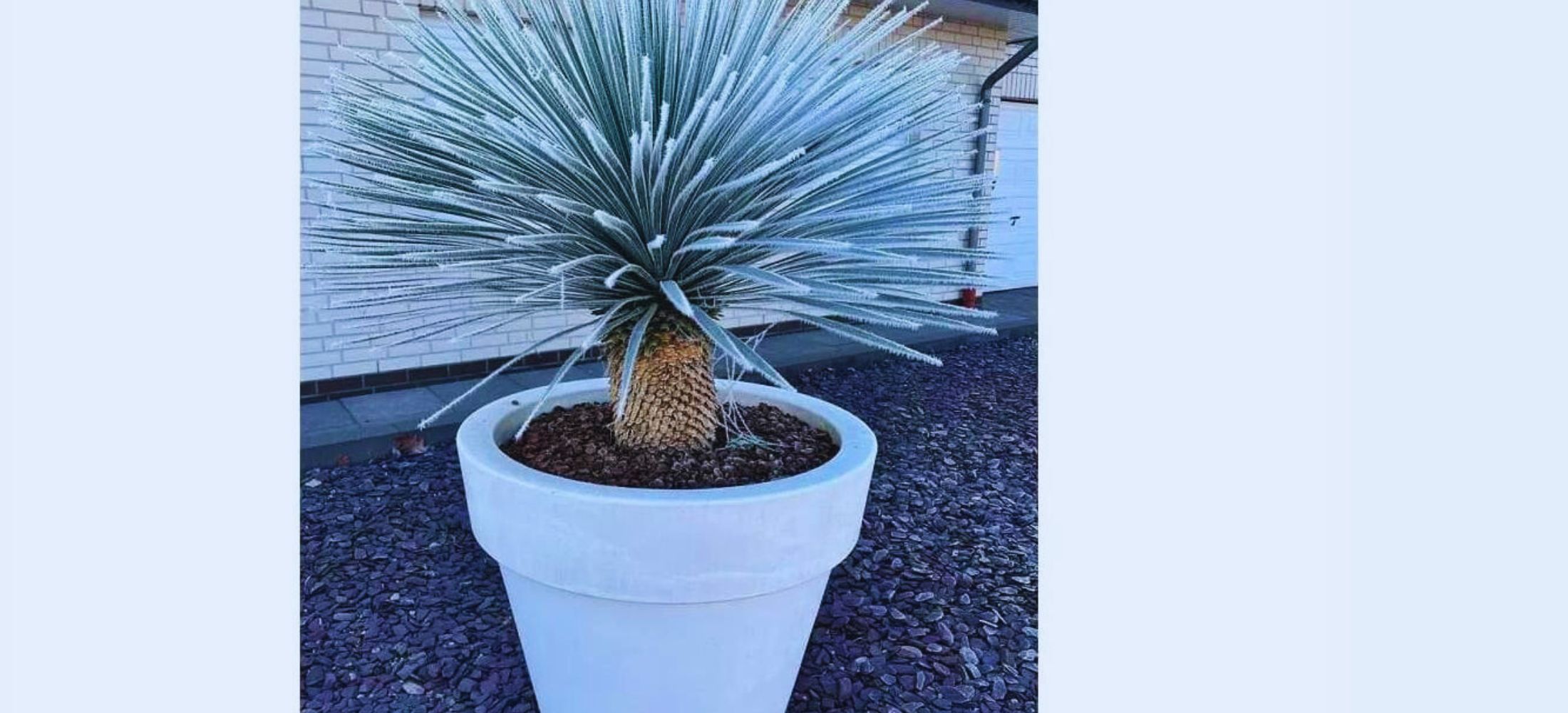 Big Bend Yucca (Yucca rostrata)Beaked Yucca