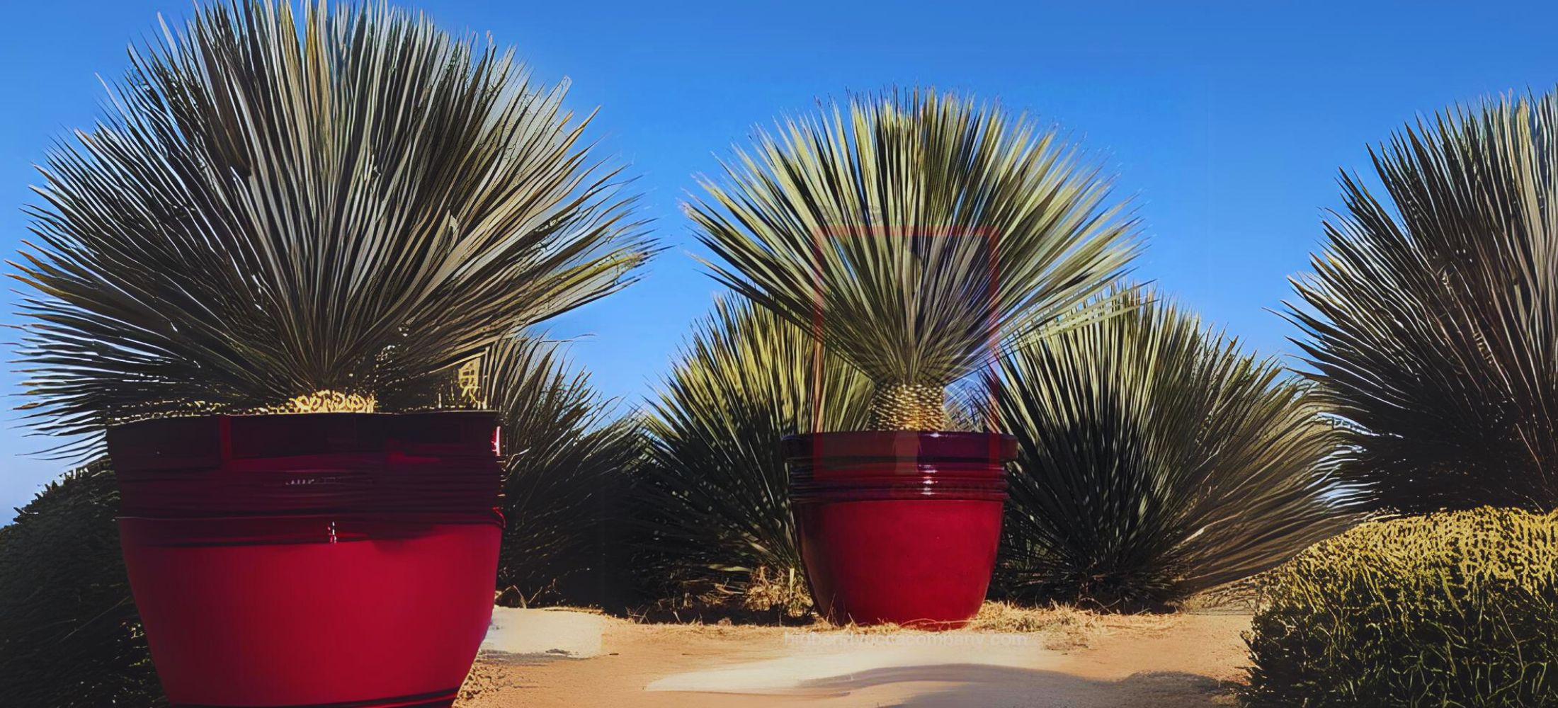 Big Bend Yucca (Yucca rostrata)Beaked Yucca