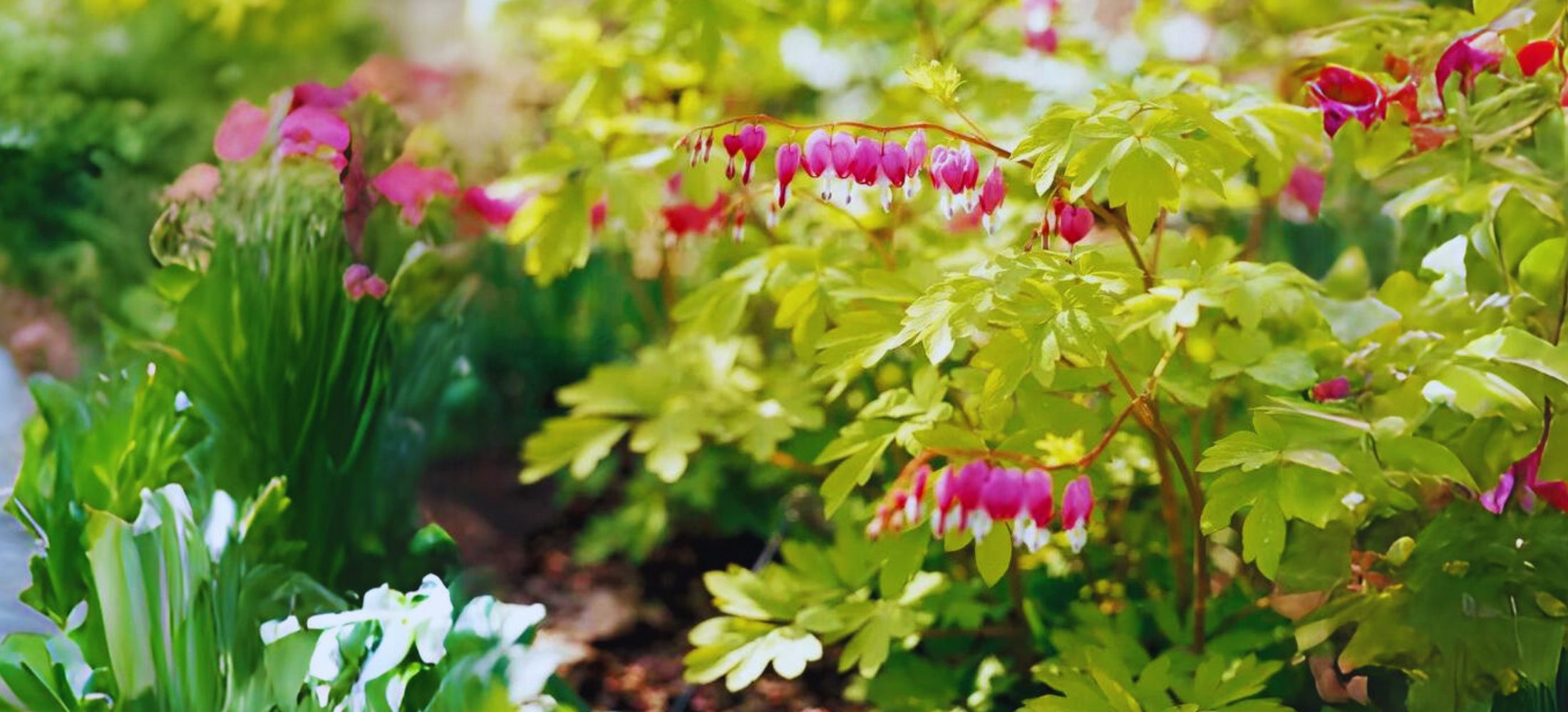 Bleeding Heart (Dicentra)