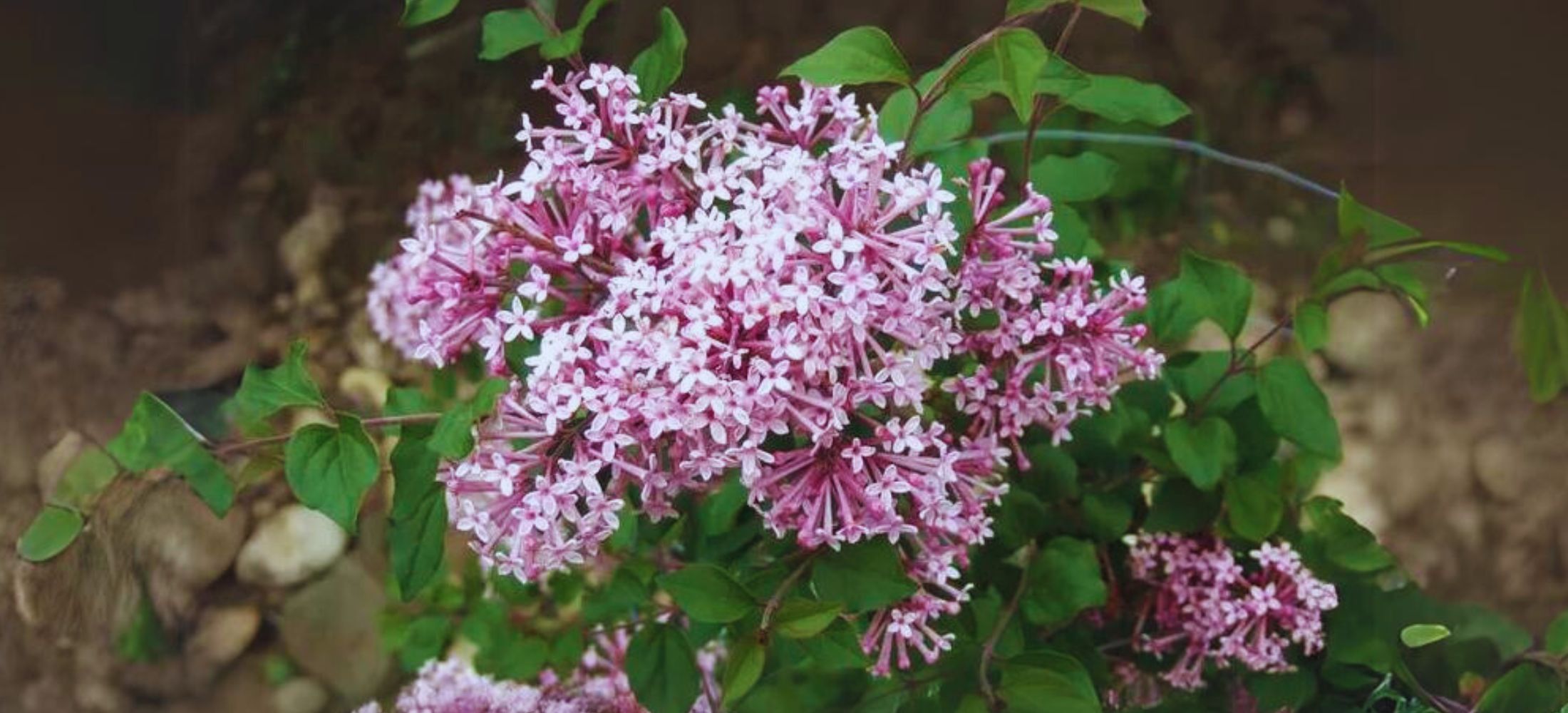 Bloomerang Lilac