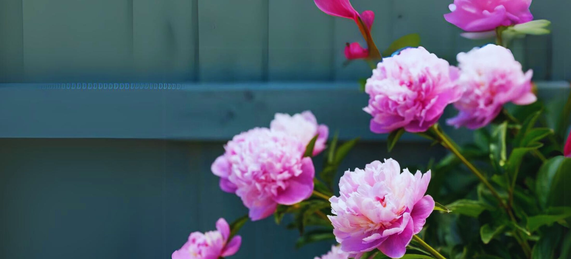 Bride’s Dream peony