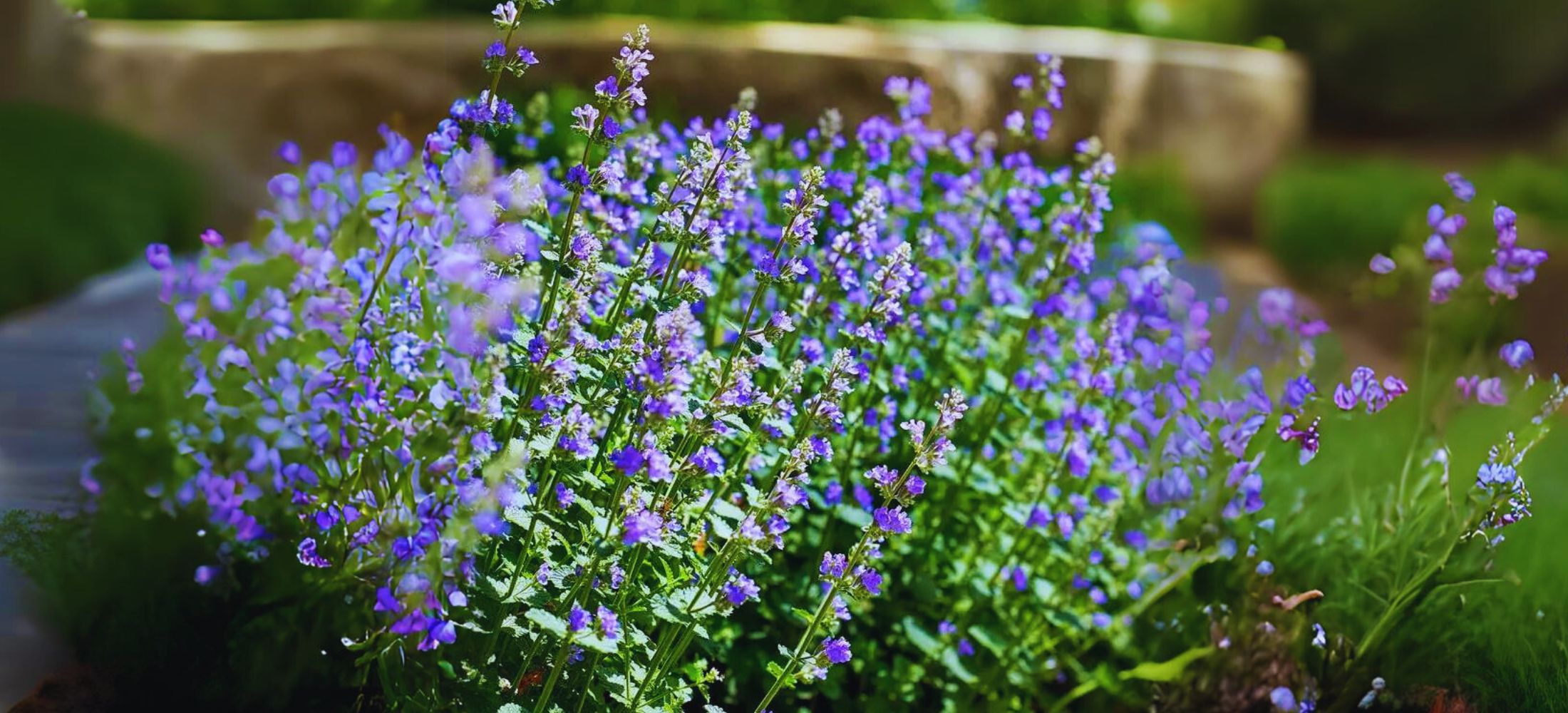 Catmint (Nepeta)