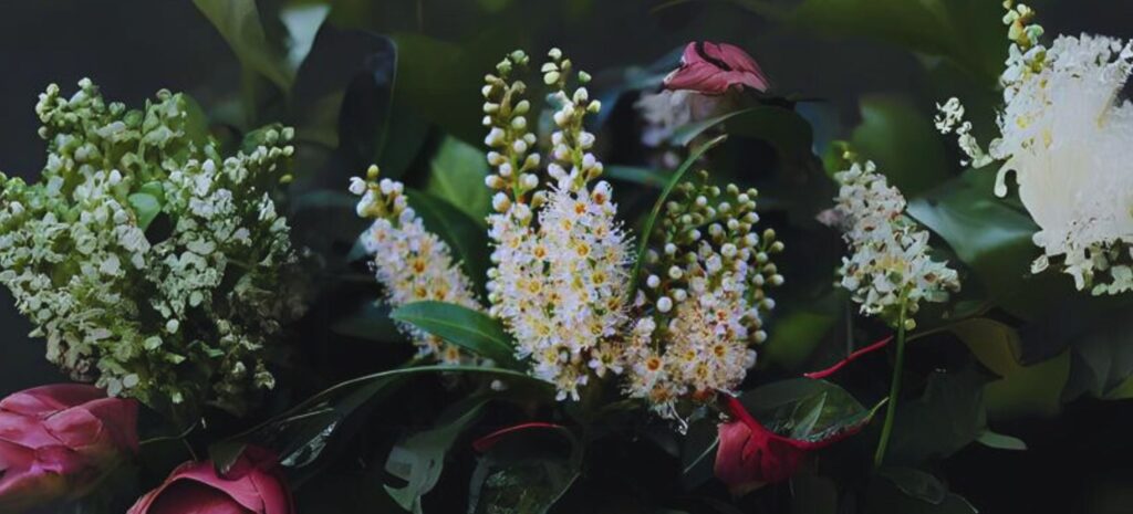 Growing Cherry Laurel (Otto Luyken): A Complete Guide_2024