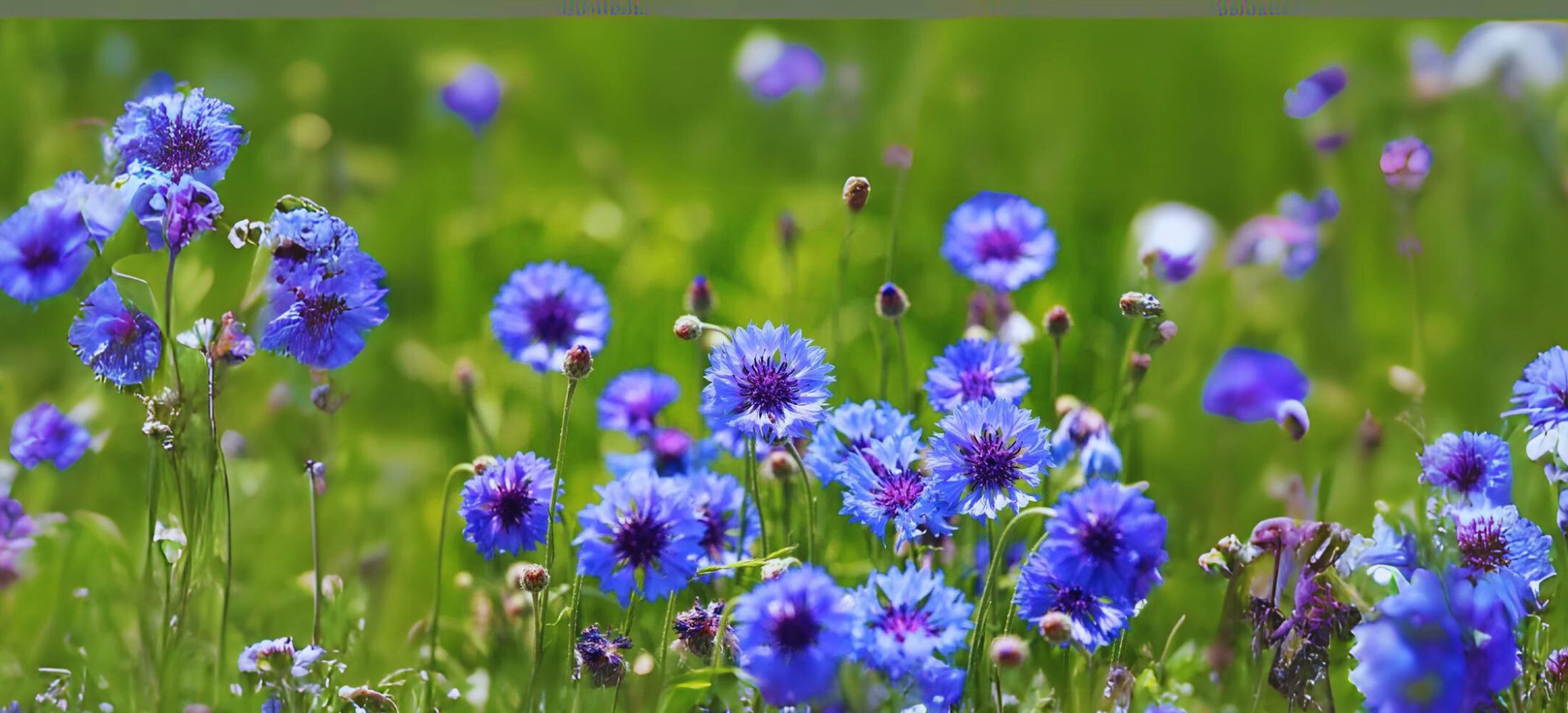 Cornflower (Bachelor's Button)