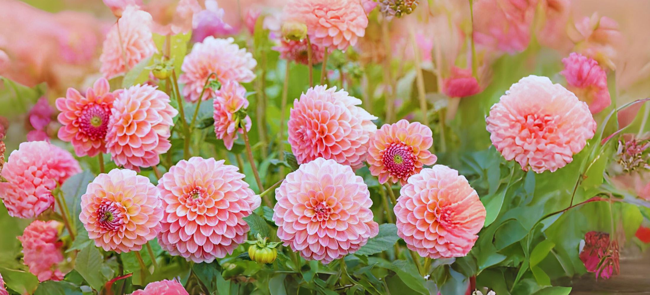 Dahlias