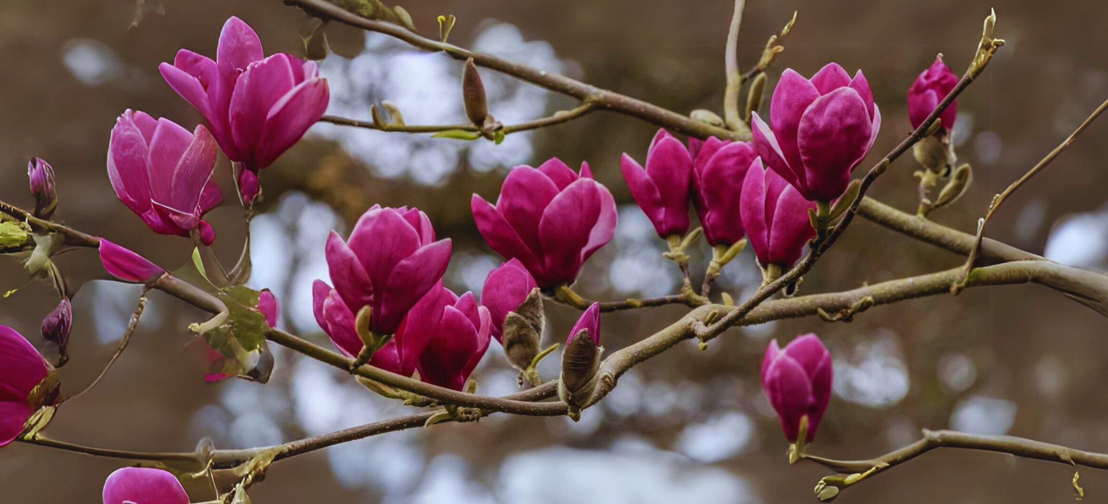 Deciduous Magnolias