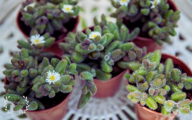 Delosperma Echinatum 'The Pickle Plant'