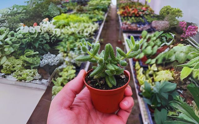 Delosperma Echinatum 'The Pickle Plant'