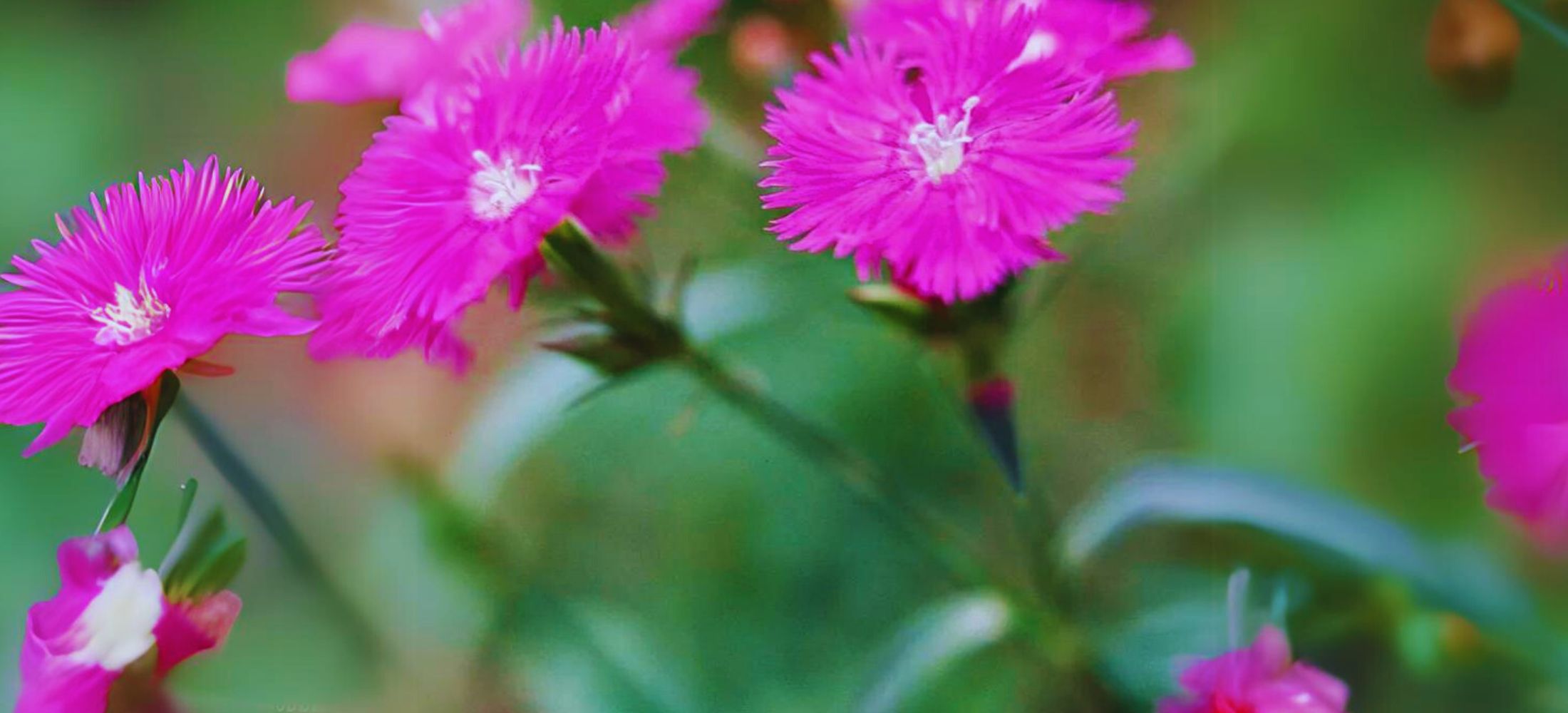 Dianthus