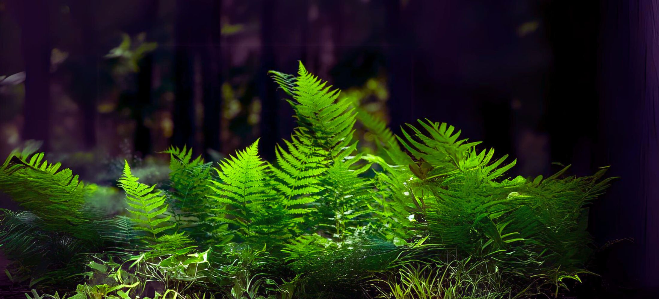 Ferns 